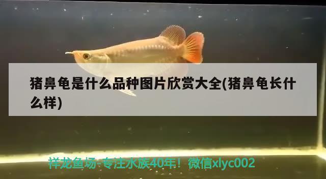 豬鼻龜是什么品種圖片欣賞大全(豬鼻龜長什么樣) 豬鼻龜是什么品種圖片欣賞大全(豬鼻龜長什么樣) 豬鼻龜百科