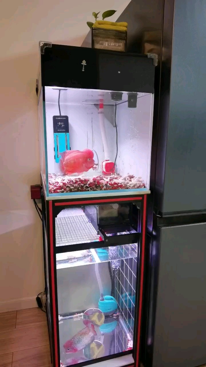 周末魚樂