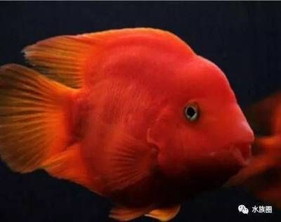 超市魚缸的魚怎么養(yǎng)成活率高：在超市養(yǎng)魚需要注意哪些問題？