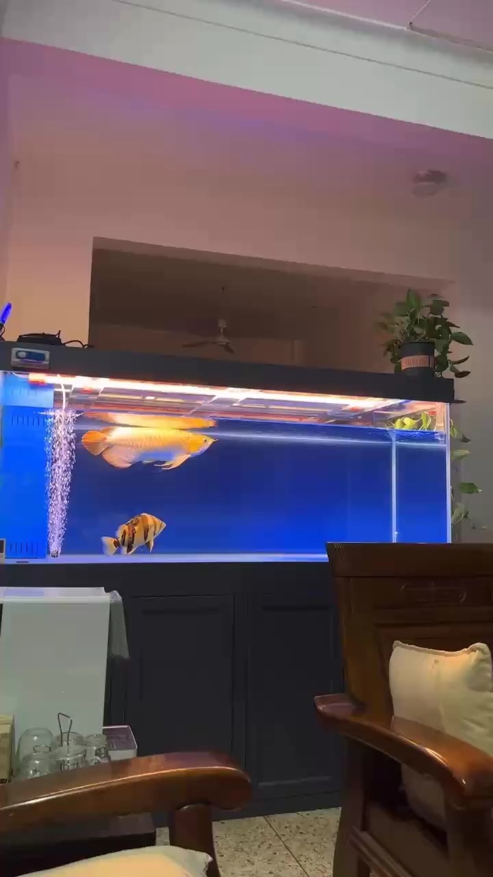 屬于你的悠閑時光！ 屬于你的悠閑時光！ 龍魚論壇