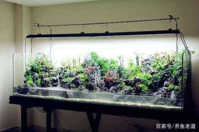 大型魚缸適合養什么魚：大型魚缸養護技巧