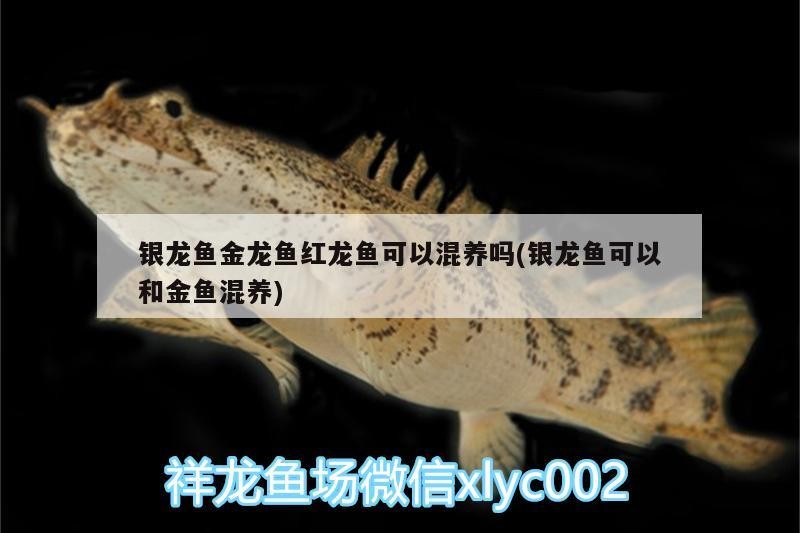 銀龍魚金龍魚紅龍魚可以混養(yǎng)嗎(銀龍魚可以和金魚混養(yǎng))