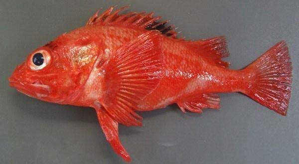 紅龍魚海水魚怎么養(yǎng)：紅龍魚海水魚的淡水養(yǎng)殖方法，紅龍魚淡水養(yǎng)殖方法