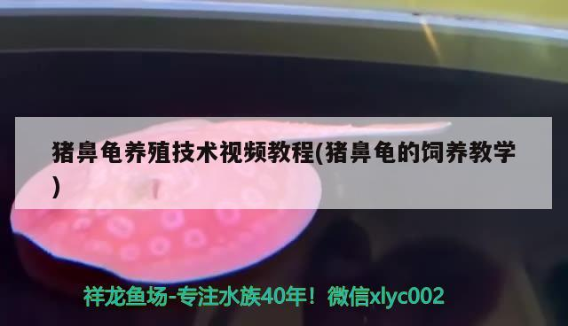 豬鼻龜養(yǎng)殖技術(shù)視頻教程(豬鼻龜?shù)娘曫B(yǎng)教學(xué))