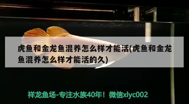 虎魚和金龍魚混養怎么樣才能活(虎魚和金龍魚混養怎么樣才能活的久)
