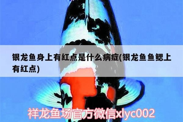 銀龍魚身上有紅點(diǎn)是什么病癥(銀龍魚魚鰓上有紅點(diǎn))