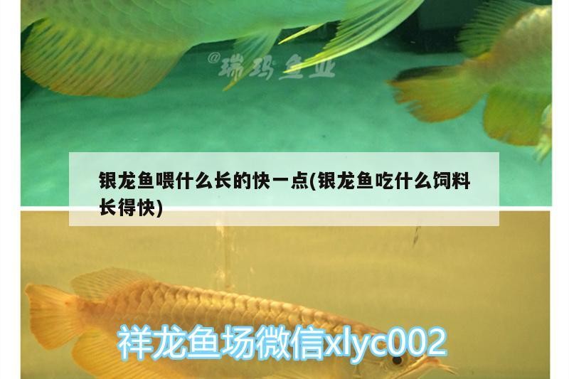 銀龍魚喂什么長的快一點(diǎn)(銀龍魚吃什么飼料長得快) 銀龍魚喂什么長的快一點(diǎn)(銀龍魚吃什么飼料長得快) 銀龍魚百科