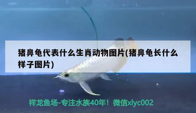 豬鼻龜代表什么生肖動物圖片(豬鼻龜長什么樣子圖片) 豬鼻龜代表什么生肖動物圖片(豬鼻龜長什么樣子圖片) 豬鼻龜百科