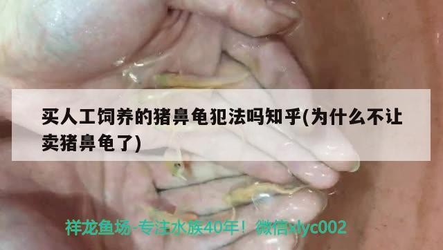 買人工飼養的豬鼻龜犯法嗎知乎(為什么不讓賣豬鼻龜了)