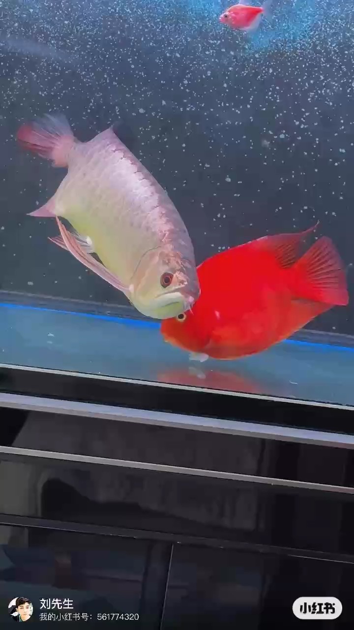 近照