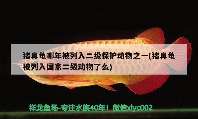 豬鼻龜哪年被列入二級保護(hù)動物之一(豬鼻龜被列入國家二級動物了么)