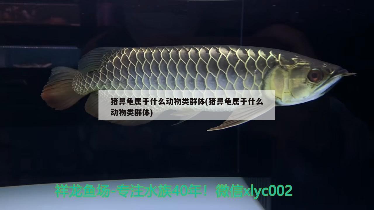 豬鼻龜屬于什么動物類群體(豬鼻龜屬于什么動物類群體)