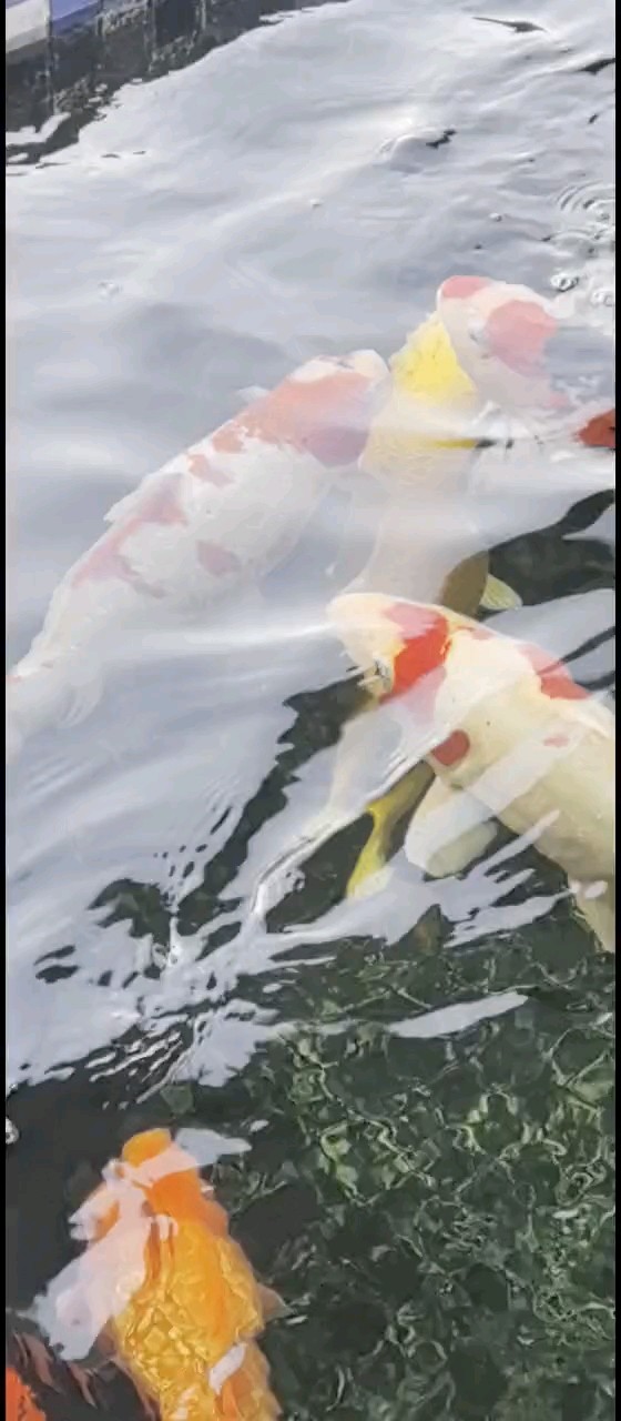 閃麟紅白 長(zhǎng)了個(gè)黑斑 閃麟紅白 長(zhǎng)了個(gè)黑斑 龍魚論壇