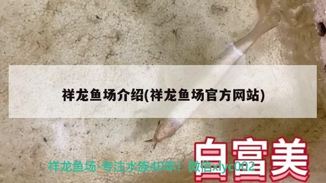 祥龍魚場介紹(祥龍魚場官方網站)