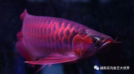 加里曼丹紅龍魚：世界上最貴的觀賞魚之一加里曼丹紅龍魚的養殖技術