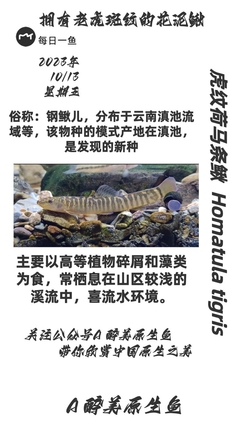 龍魚怕什么 虎紋荷馬條鰍 龍魚論壇 虎紋荷馬條鰍 虎紋荷馬條鰍 龍魚論壇