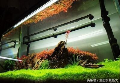 大魚缸放什么水草好看：適合種植在大魚缸中的幾種水草
