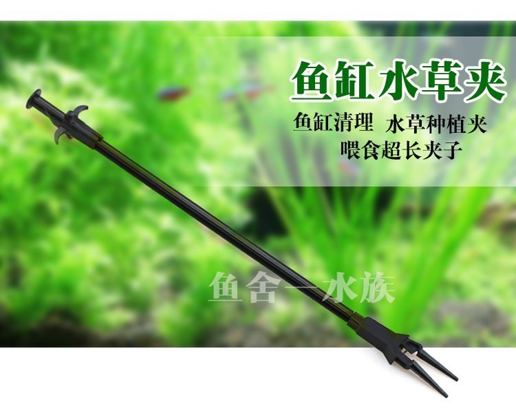 大魚缸放什么水草好看：適合種植在大魚缸中的幾種水草