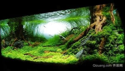 大魚缸放什么水草好看：適合種植在大魚缸中的幾種水草