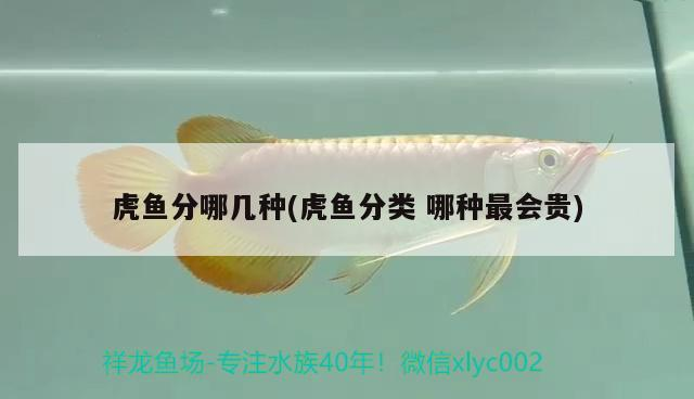 虎魚分哪幾種(虎魚分類哪種最會貴)