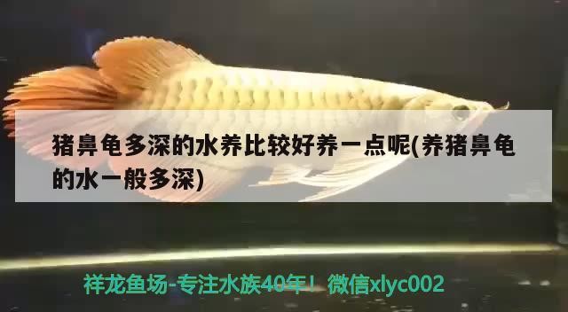豬鼻龜多深的水養比較好養一點呢(養豬鼻龜的水一般多深)
