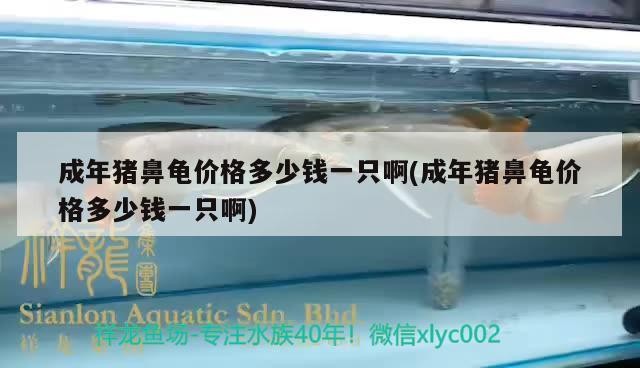 成年豬鼻龜價格多少錢一只啊(成年豬鼻龜價格多少錢一只啊)