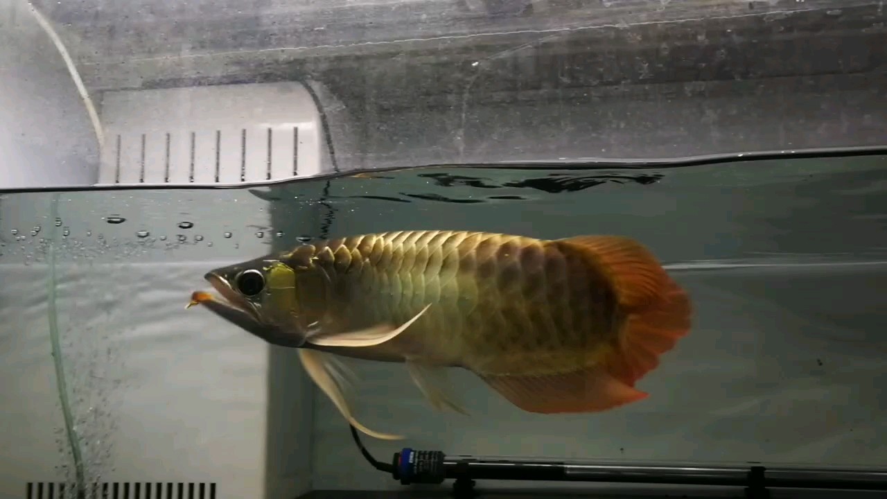 偃月刀 偃月刀 龍魚論壇