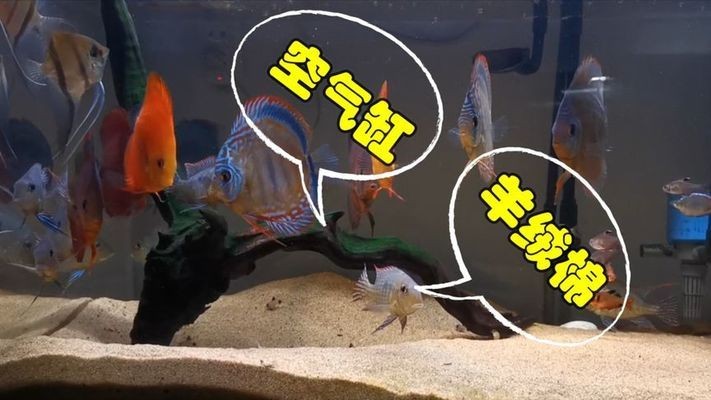 森森變頻過濾桶3000（森森變頻過濾桶3000的說明書）