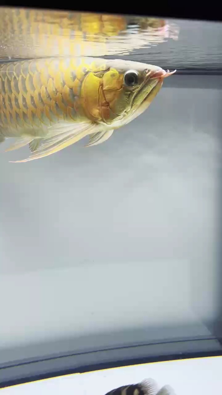 入手人生第一條紅龍紀(jì)念一下