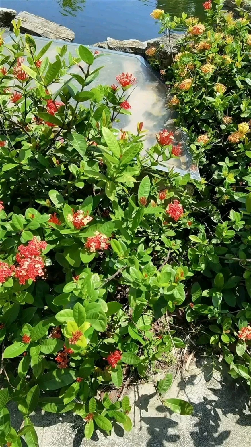 太陽當(dāng)空照，花兒對我笑。 太陽當(dāng)空照，花兒對我笑。 龍魚論壇