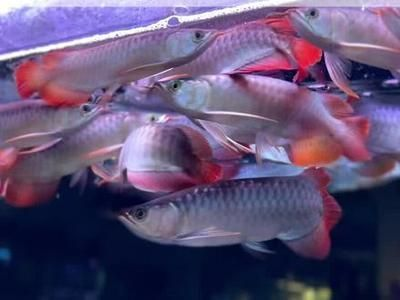 紅龍魚用什么顏色的燈比較好看：紅龍魚燈光對健康影響