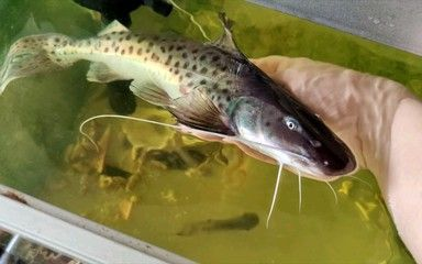 龍魚被咬傷了怎么治療