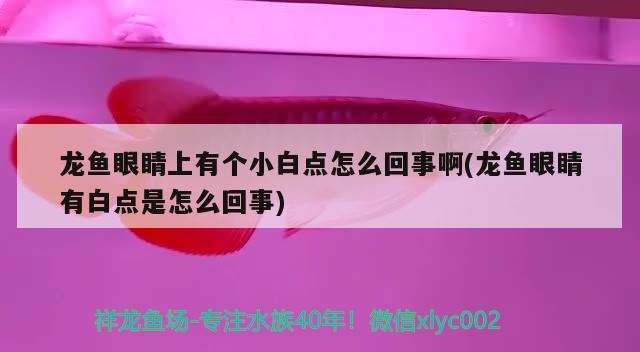 龍魚眼睛上有個小白點怎么回事啊(龍魚眼睛有白點是怎么回事)