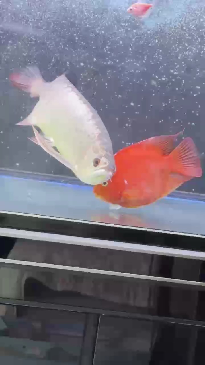 海底澇 海底澇 龍魚論壇