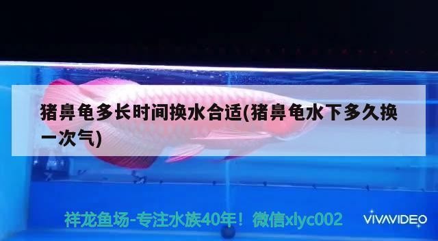 豬鼻龜多長時間換水合適(豬鼻龜水下多久換一次氣)