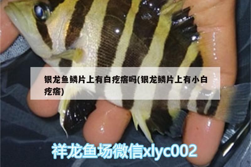 魚缸用增氧泵價格是多少:魚缸增氧機-xtrac增氧機-xtrac增氧機 銀龍魚鱗片上有白疙瘩嗎(銀龍鱗片上有小白疙瘩) 銀龍魚百科 銀龍魚鱗片上有白疙瘩嗎(銀龍鱗片上有小白疙瘩) 銀龍魚鱗片上有白疙瘩嗎(銀龍鱗片上有小白疙瘩) 銀龍魚百科