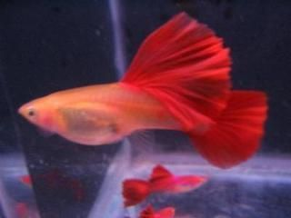 養孔雀魚喂龍魚好嗎怎么喂：孔雀魚喂食方法及喂食注意事項