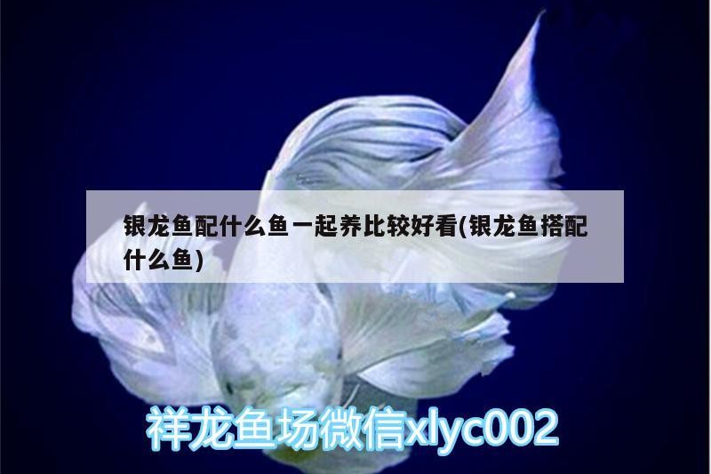 銀龍魚配什么魚一起養比較好看(銀龍魚搭配什么魚)