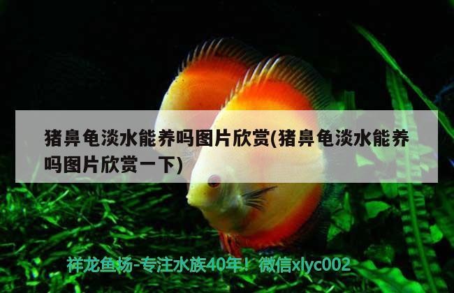 豬鼻龜淡水能養嗎圖片欣賞(豬鼻龜淡水能養嗎圖片欣賞一下)