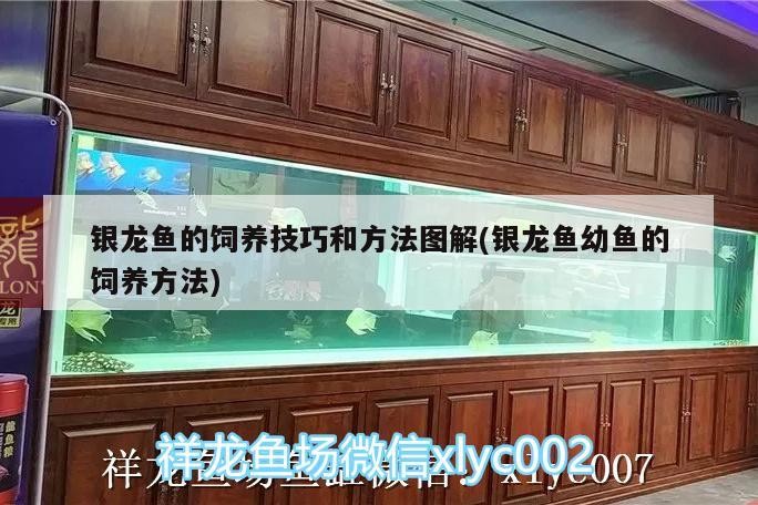 銀龍魚的飼養技巧和方法圖解(銀龍魚幼魚的飼養方法)