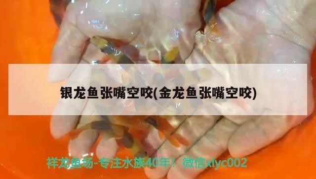 蝦虎魚有知道的嗎？可以和三湖混養嗎？翻沙怎么樣？