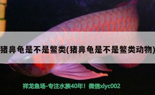 豬鼻龜是不是鱉類(lèi)(豬鼻龜是不是鱉類(lèi)動(dòng)物)
