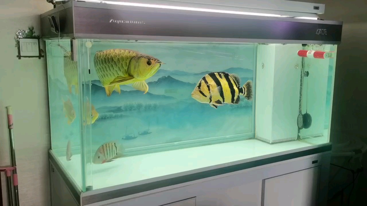 一米龍 龍魚論壇 第1張 一米龍 一米龍 龍魚論壇 第1張