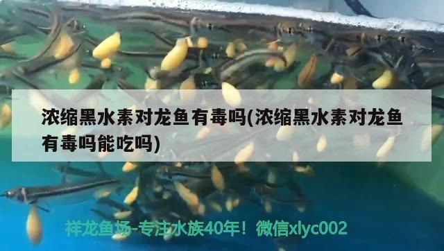 黑水素對紅龍魚的作用：紅龍魚最佳水質參數，黑水素使用注意事項,如何保持魚缸水質穩定