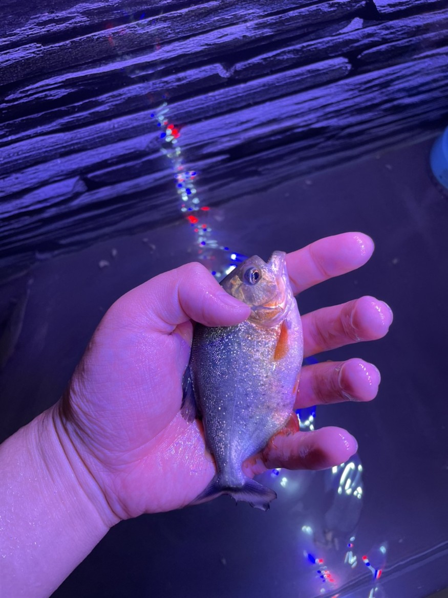 紅腹水虎 紅腹水虎 龍魚論壇 第2張