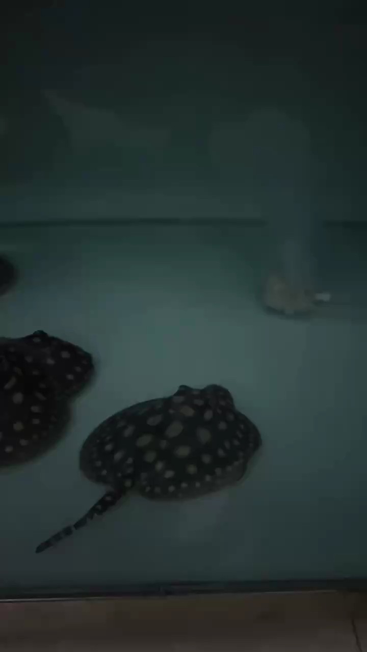 順利開口