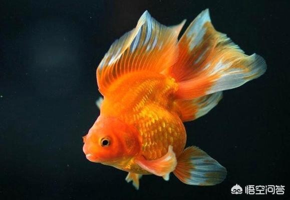 武漢玻璃魚缸定做廠家（武漢玻璃魚缸定做廠家電話）