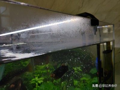 大家都用什么擦魚缸內壁：如何清洗魚缸內壁