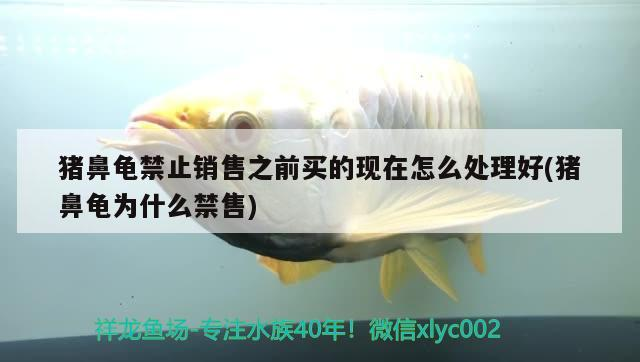 豬鼻龜禁止銷售之前買的現在怎么處理好(豬鼻龜為什么禁售)