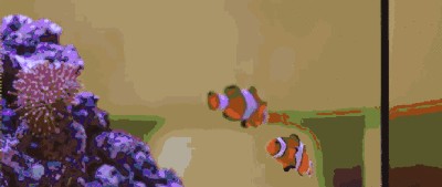 水鴨魚缸聲音大最簡單三個原因